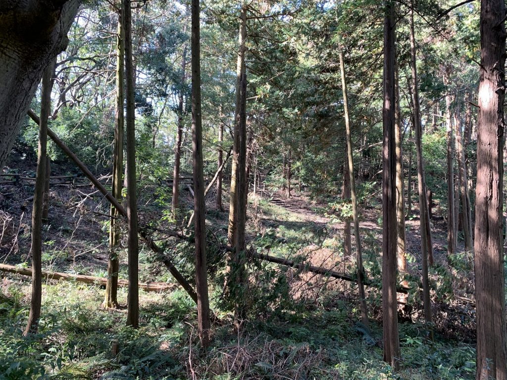 林業重大災害で最も多い原因の一つの「かかり木」