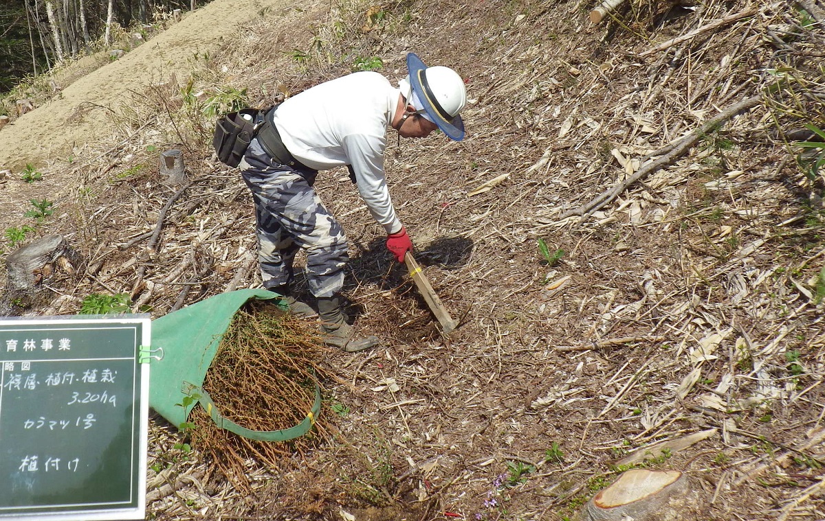 くわを使って10cmほどの苗木の根を曲げずに植えられる穴を掘ります。