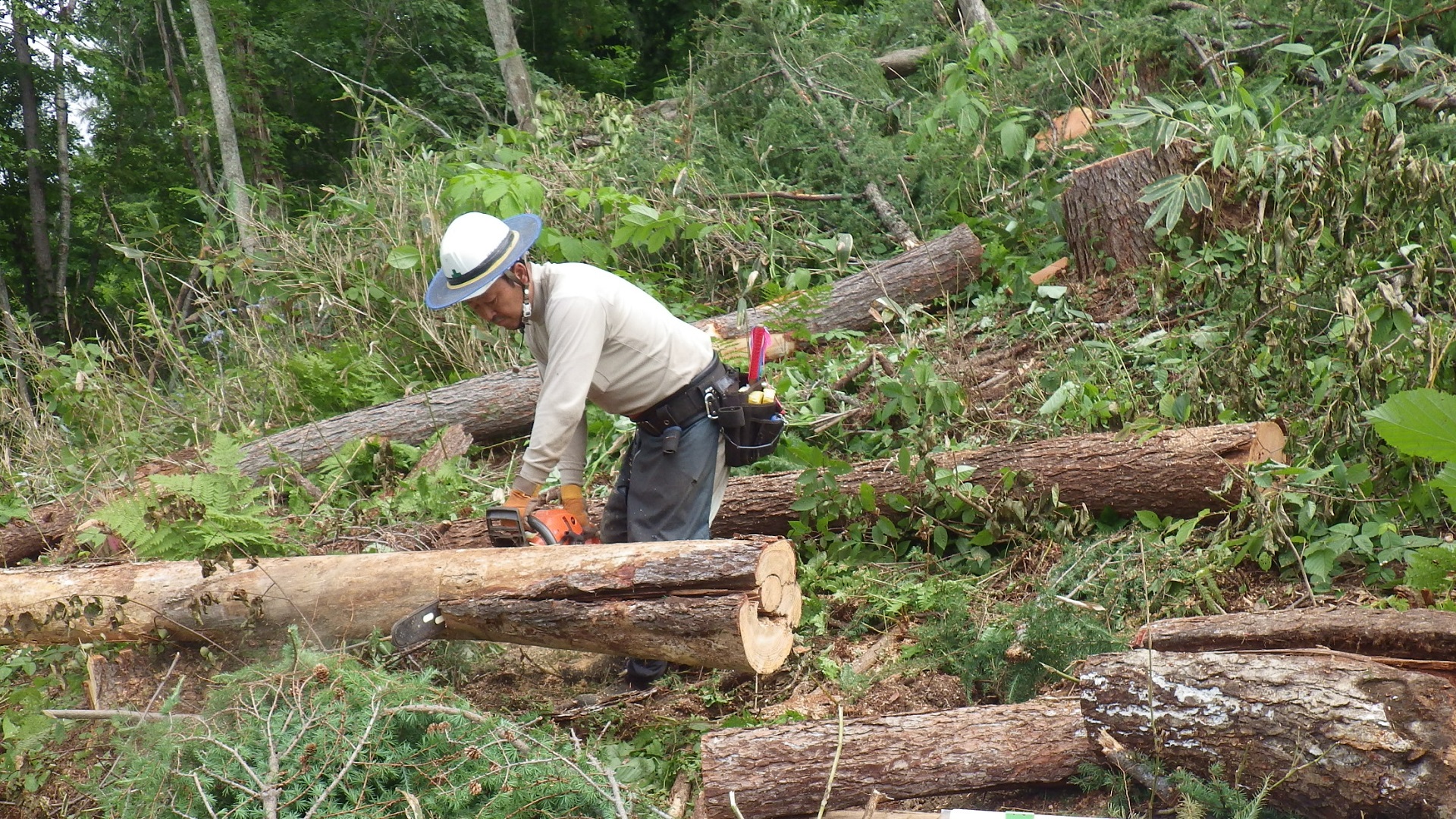 人工林では被害を受けた立木を人力で整理しなければなりません。