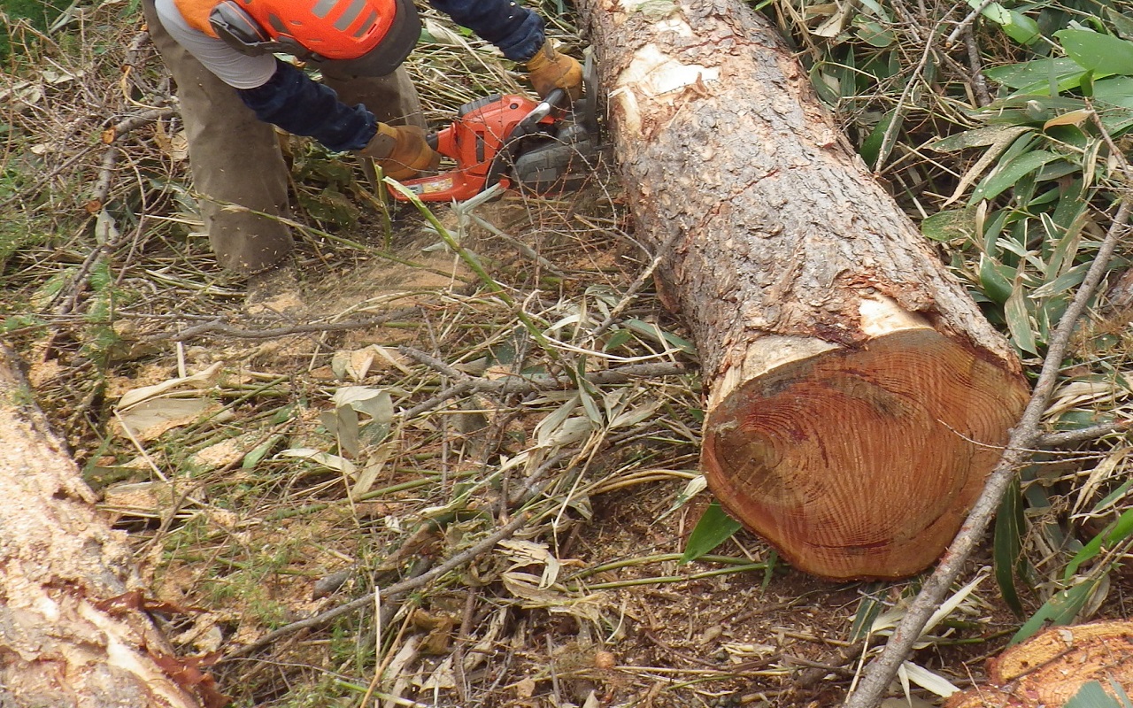 立木は主伐級になると１本で重さが２～３トンになります
