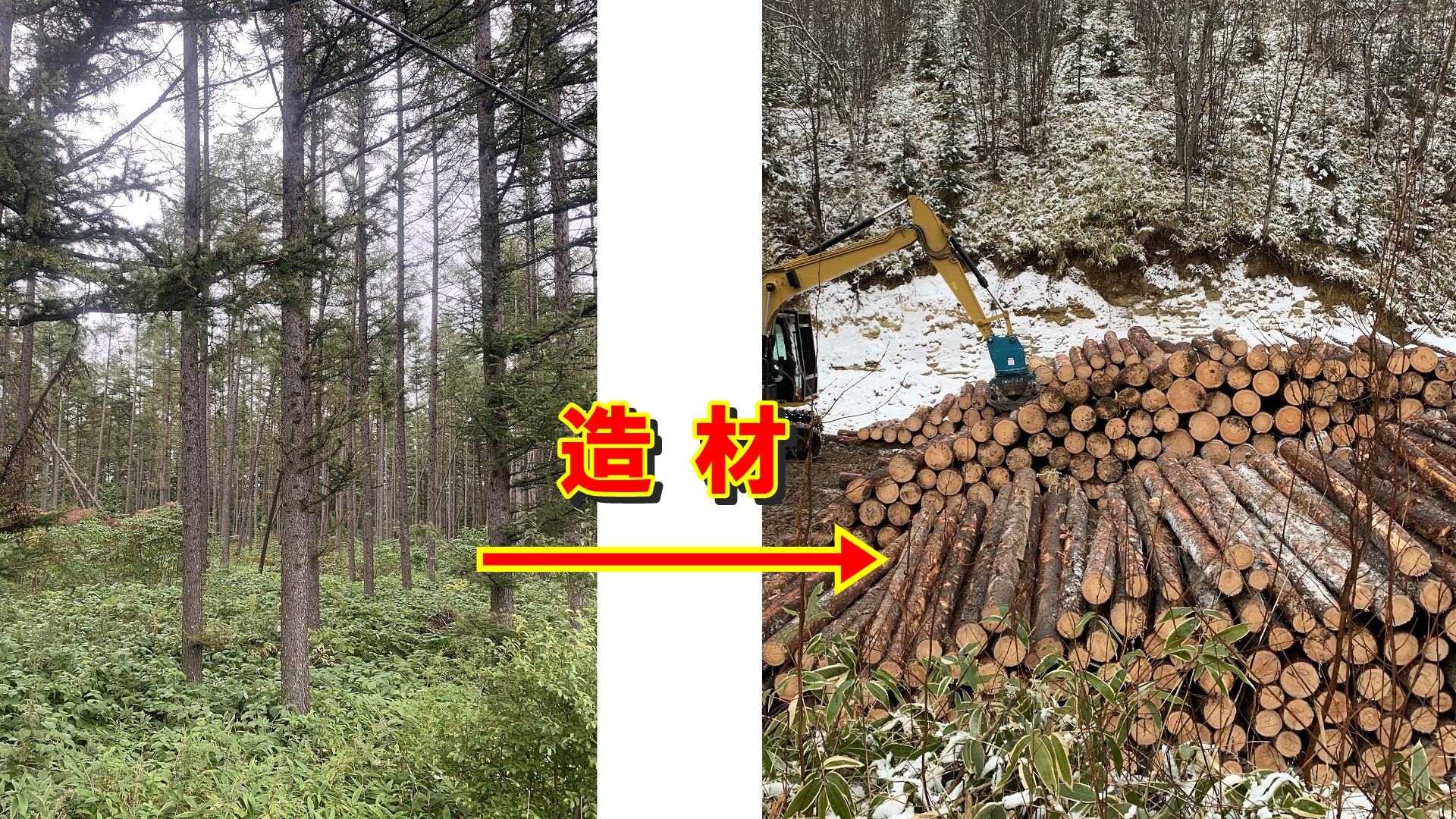 造材とは立木の状態から運搬しやすくするために丸太に加工する作業